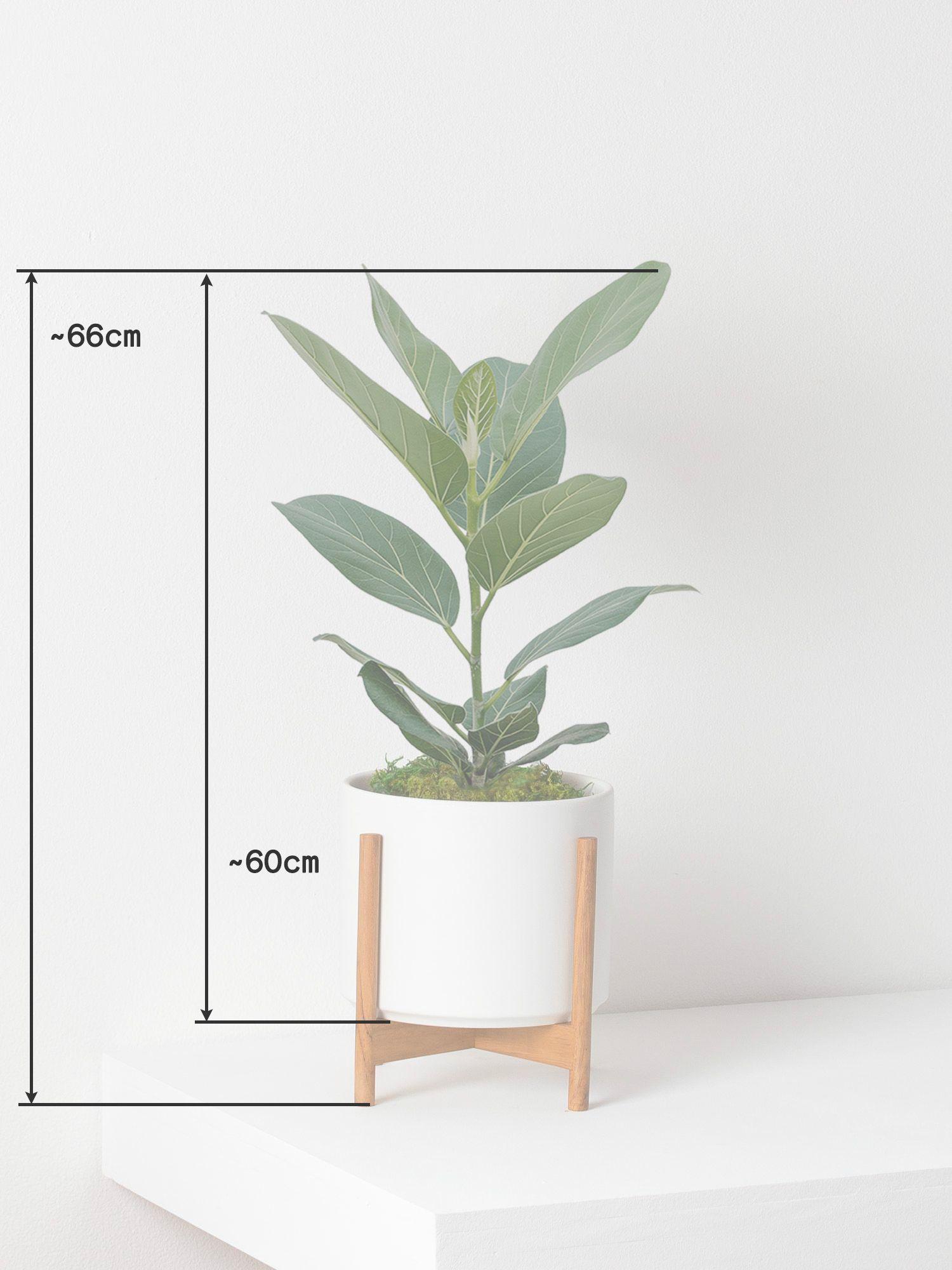 Ficus Audrey