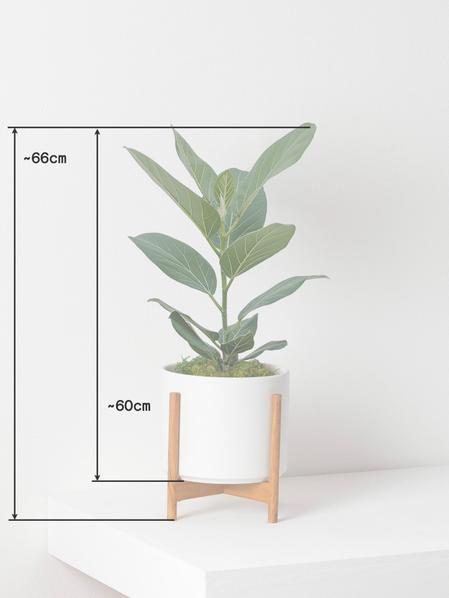 Ficus Audrey