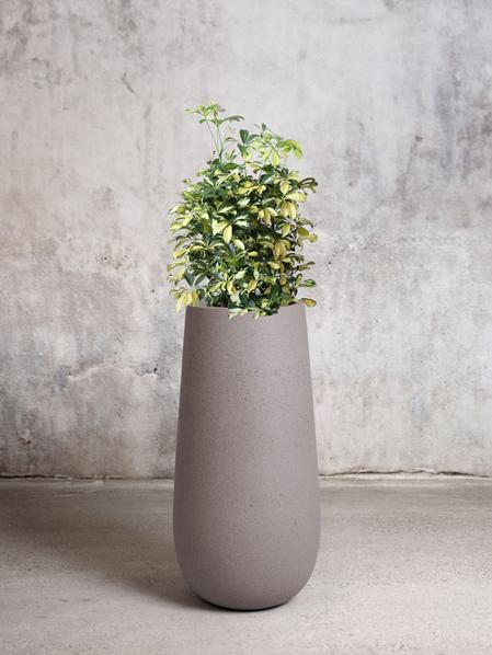 Schefflera Gold Capella