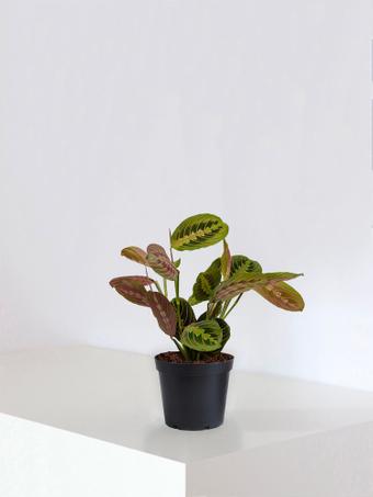 indoor plants picture