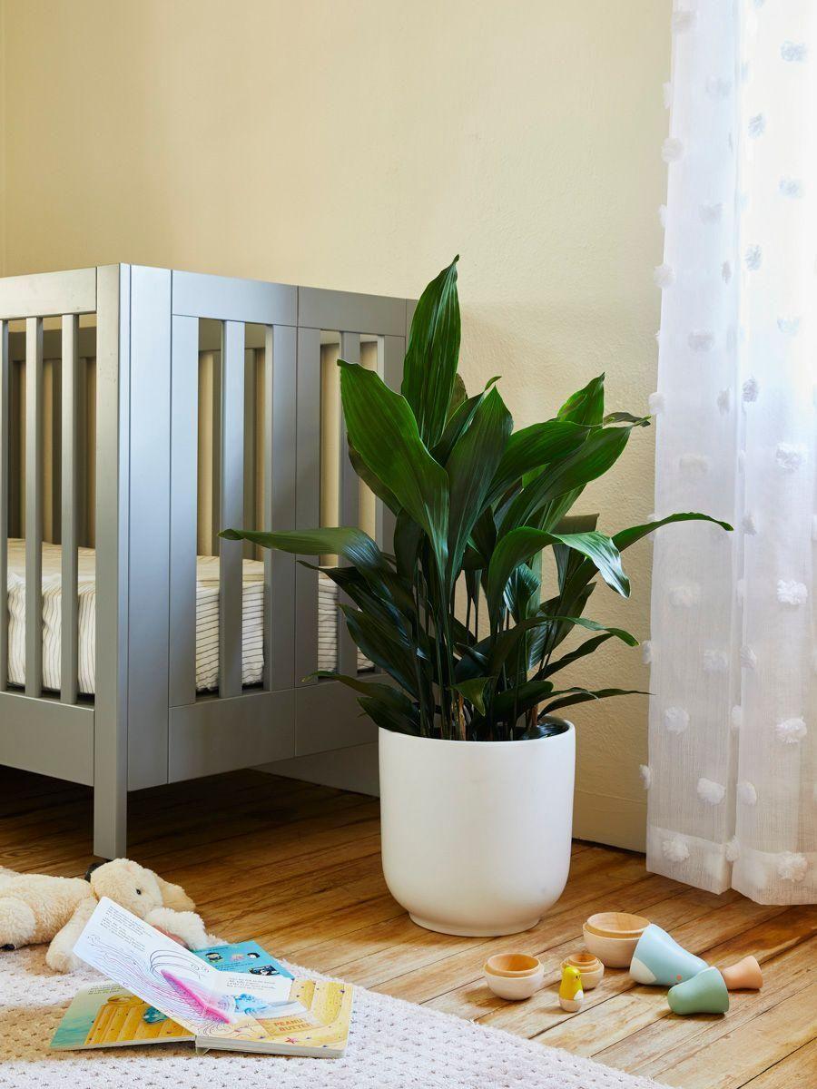 Cast Iron Plant - White Ceramic