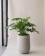 Hope Philodendron