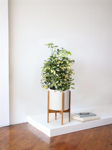 Schefflera Tree Gold Capella