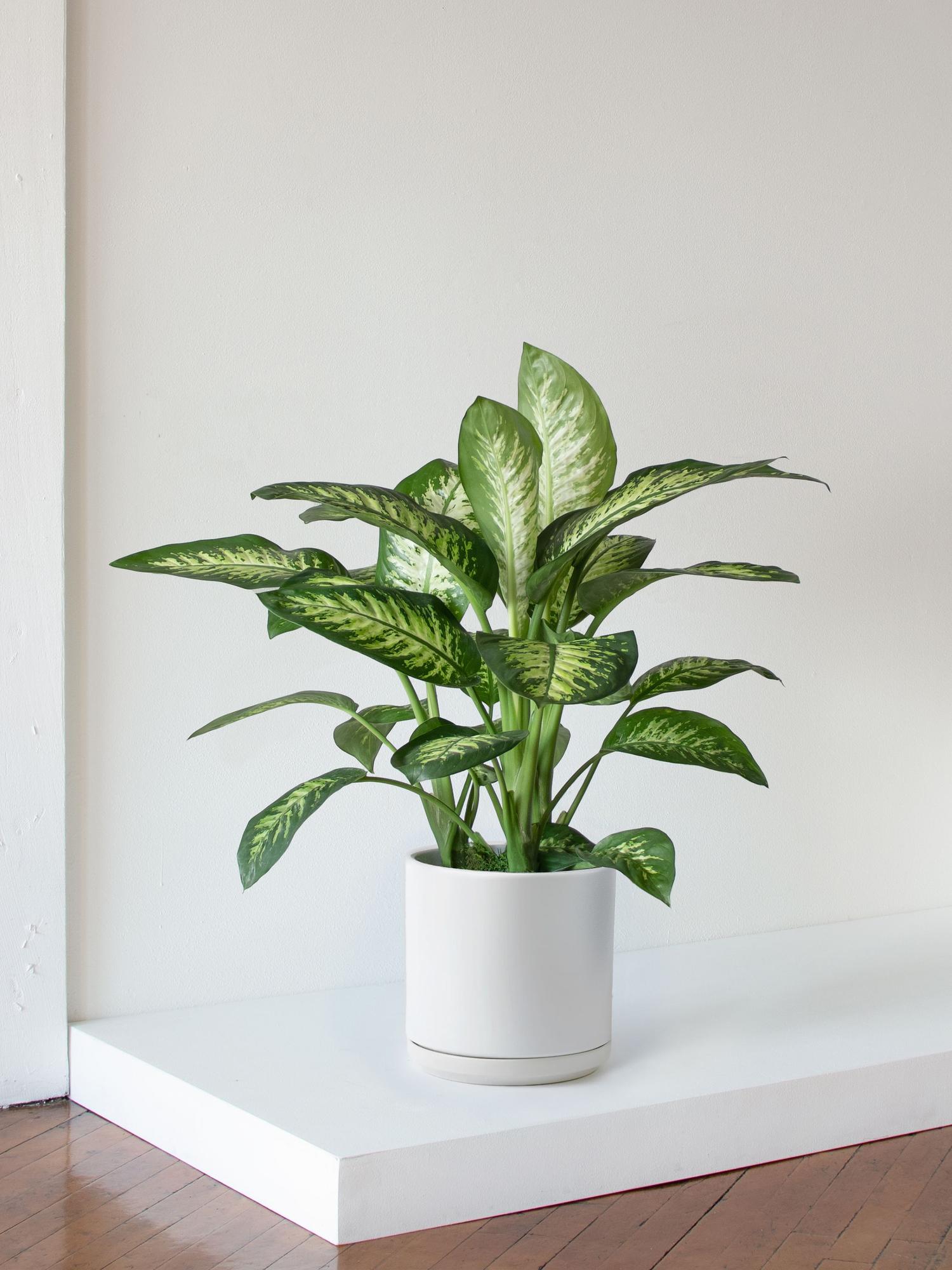 Dieffenbachia