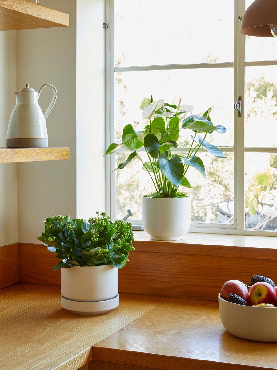 dracaena cane plant Dracaena Marginata Tree Houseplant with Planter - Large (2' to 3' tall) Cream Planter main image 0