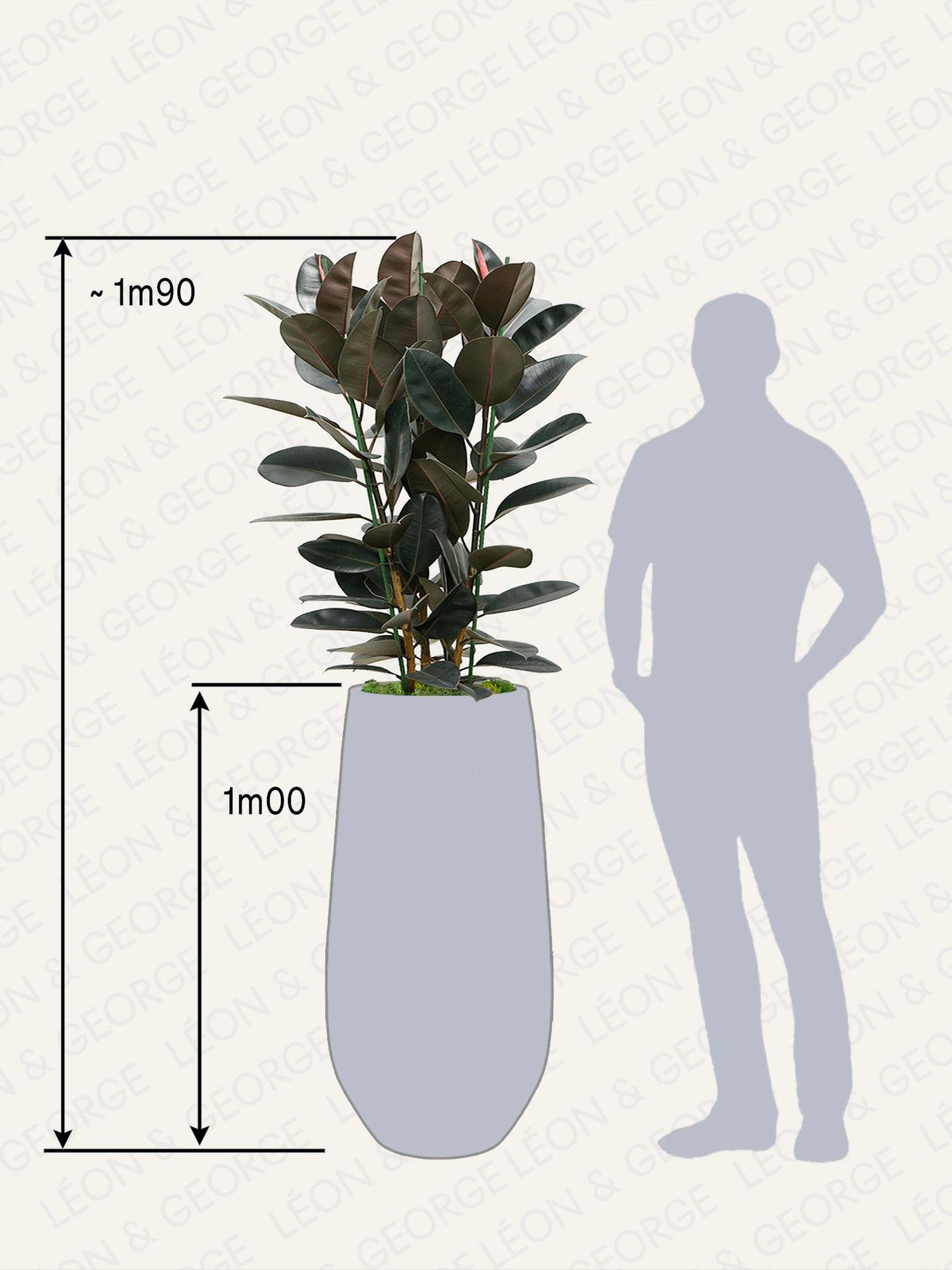 Ficus Elastica Abidjan