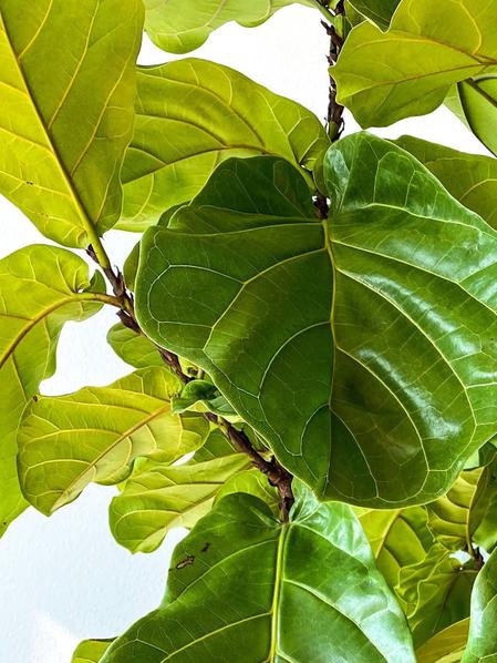 Fiddle Leaf Fig Tree XXL