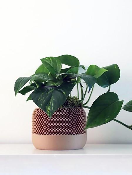 Pothos Cascade