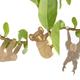 S/3 Plant Animals - Paresseux & co