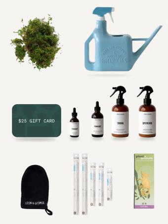 indoor plants picture