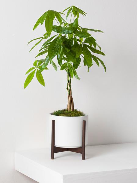 Braided Money Tree
