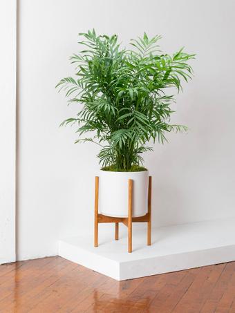 indoor plants picture