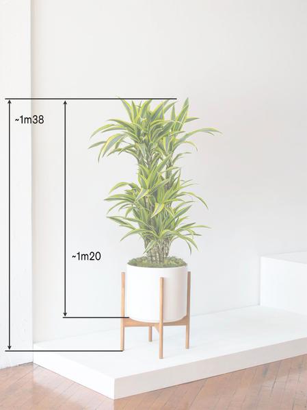 Dracaena Fragrans Lemon Lime