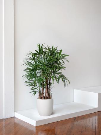 indoor plants picture