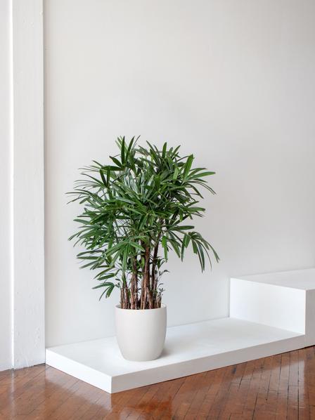 Lady Palm
