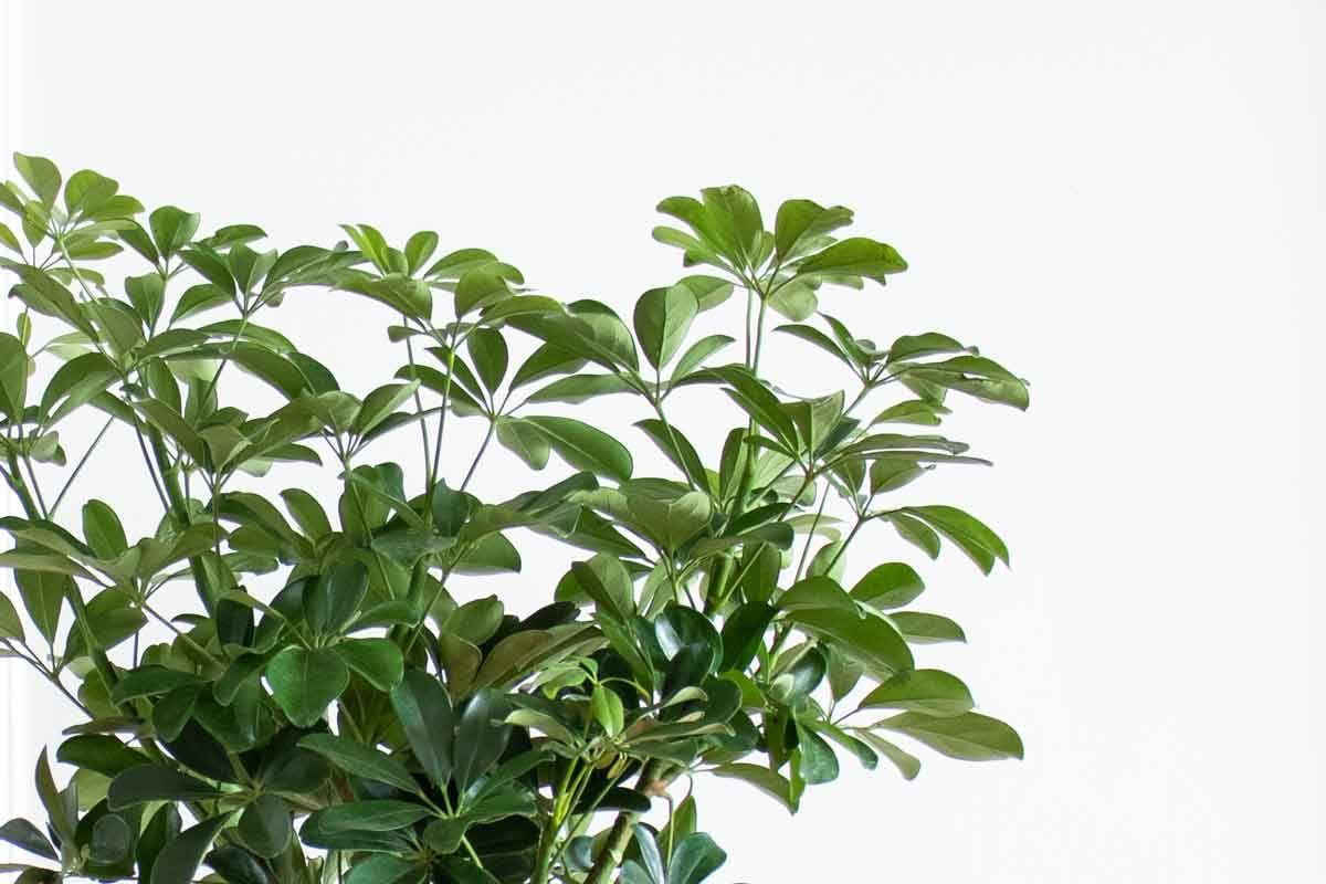 Braided Schefflera Tree Large (3½ ft tall) – White Mid-Century Ceramic ...