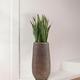 Sansevieria Laurentii