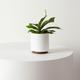 Staghorn Fern