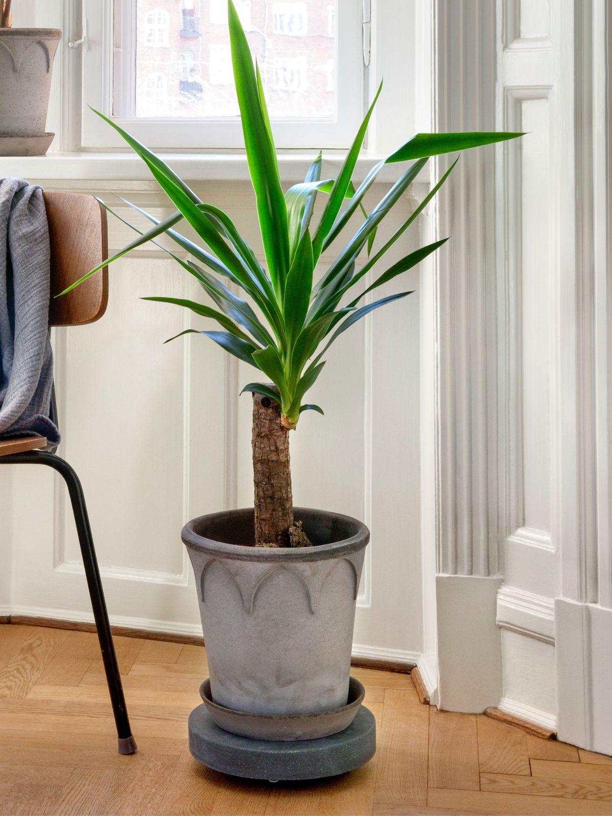 Rolling Plant Stand