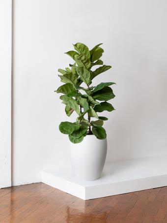 indoor plants picture