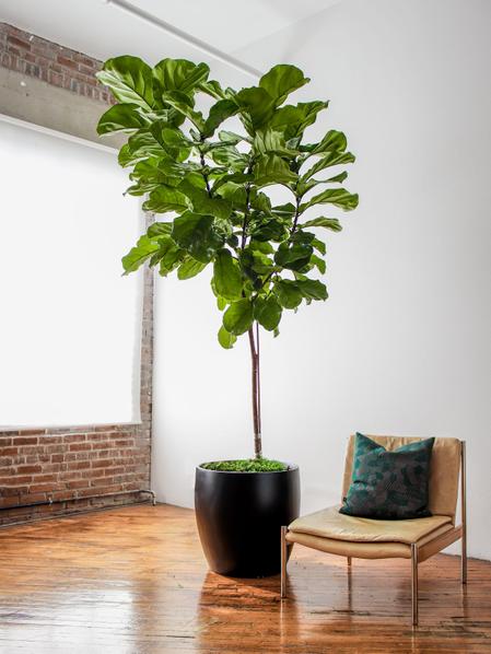 Fiddle Leaf Fig Tree