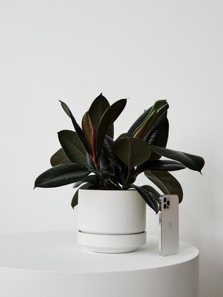 Rubber Plant