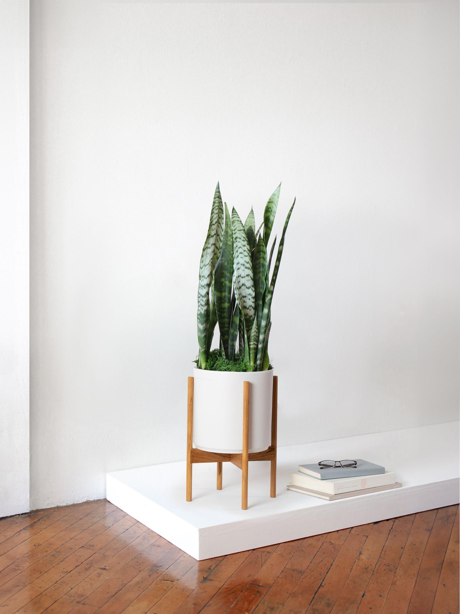 Black Coral Snake Plant