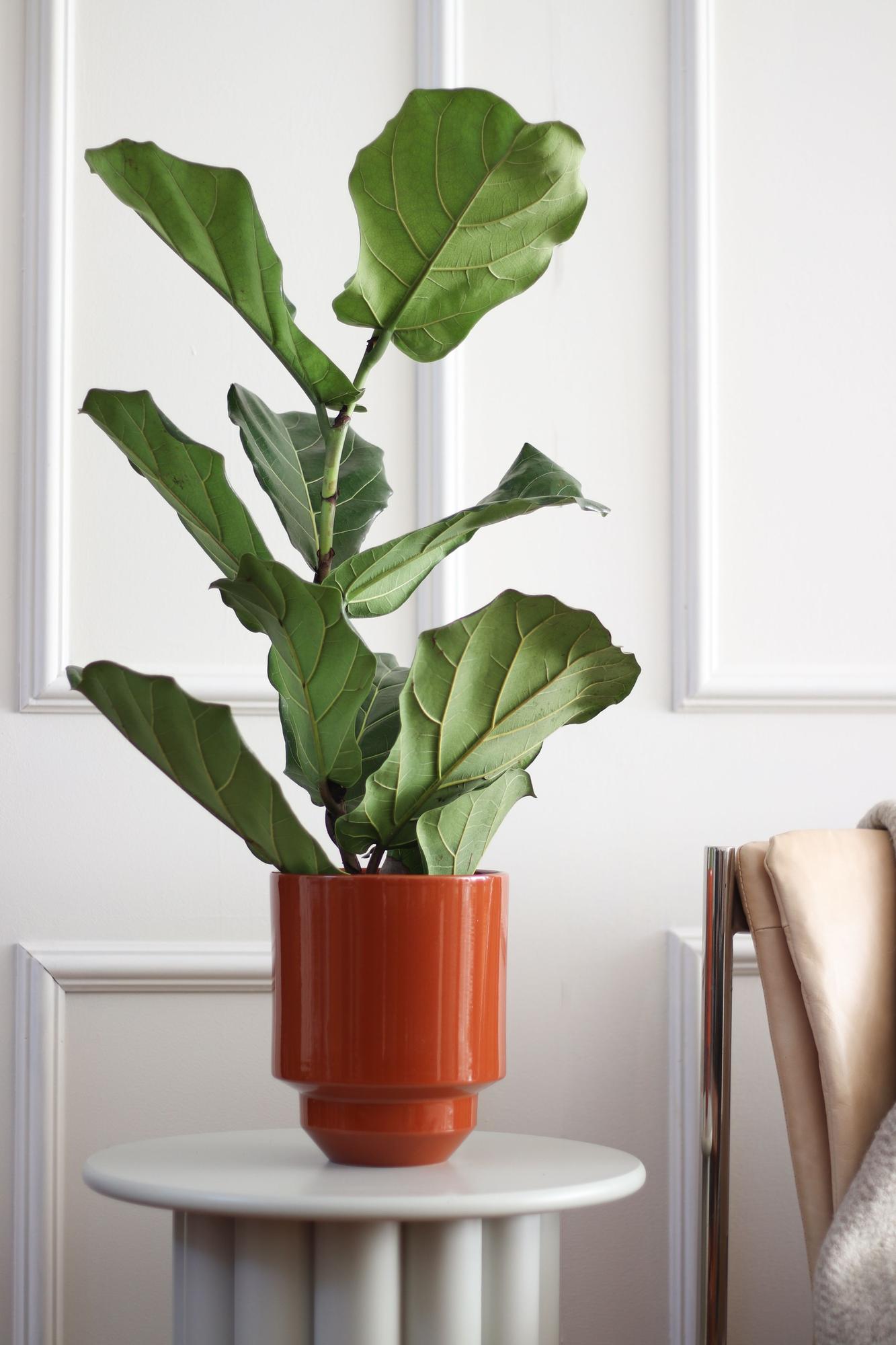 Fiddle Leaf Fig Plant
