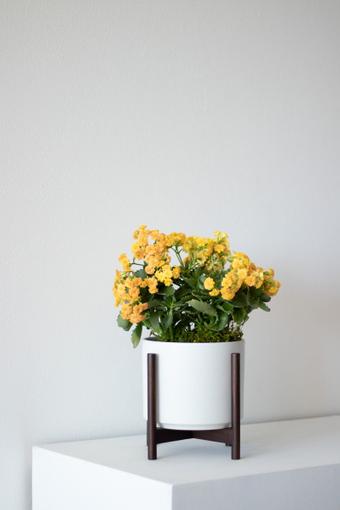 indoor plants picture