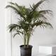 Kentia Palm