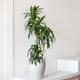 Dracaena Lisa
