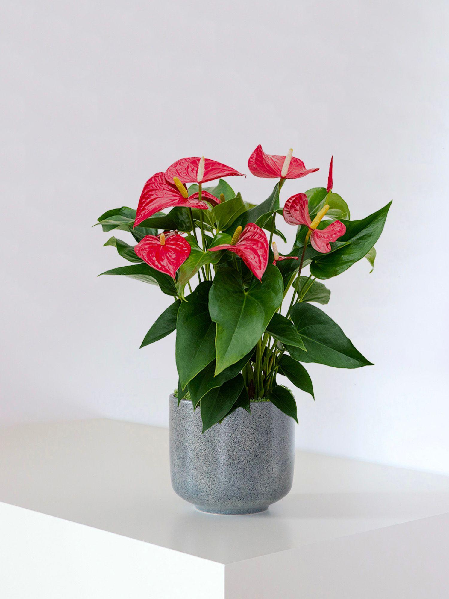 Anthurium - Roi de Coeur