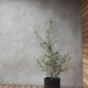 Olive Bush