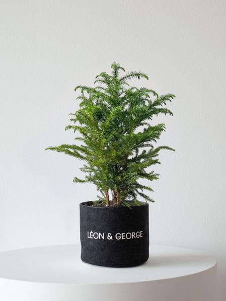 Norfolk Island Pine