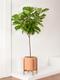 Fiddle Leaf Fig Tree