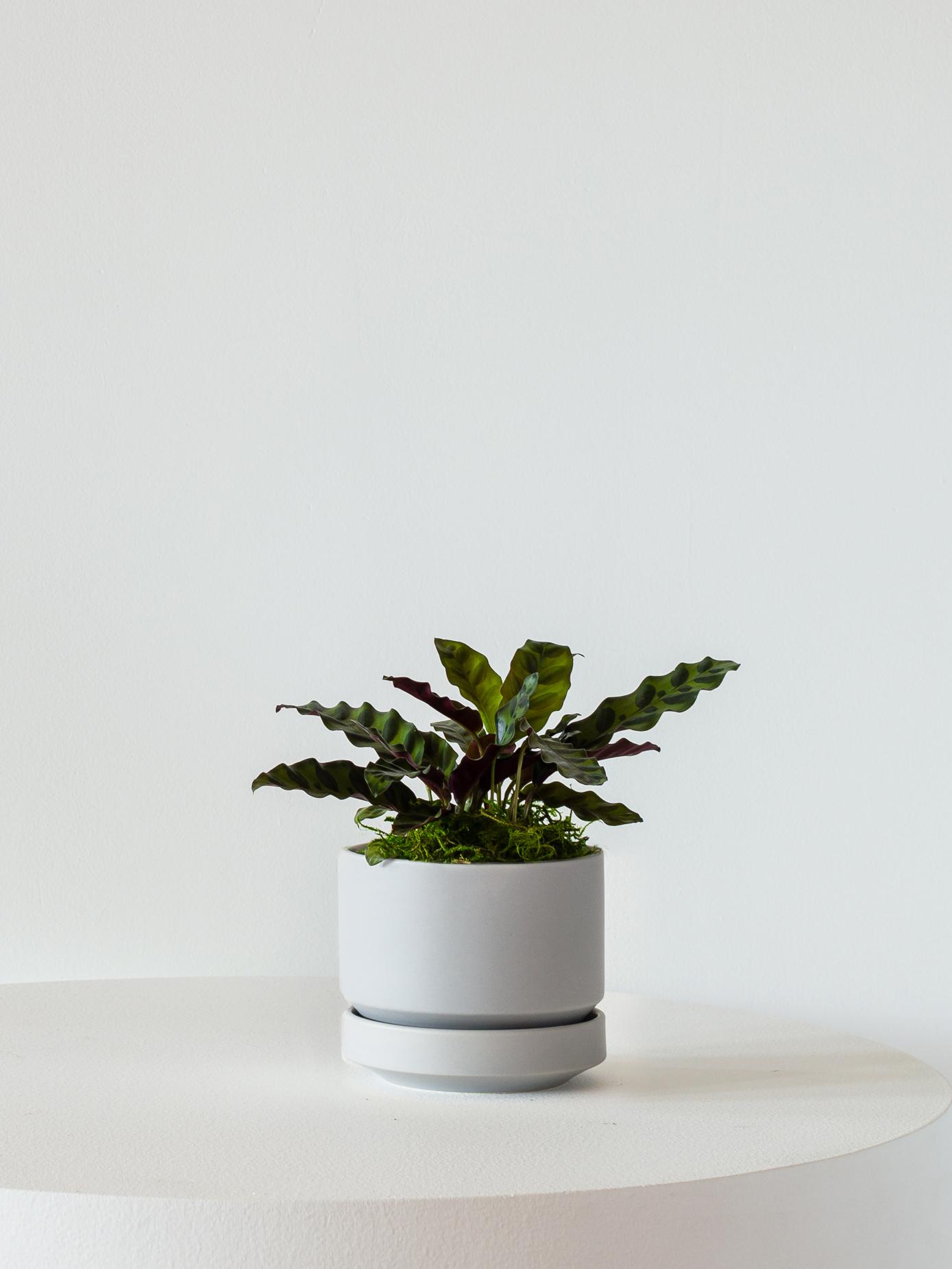 Calathea Rattlesnake - Scandinavian