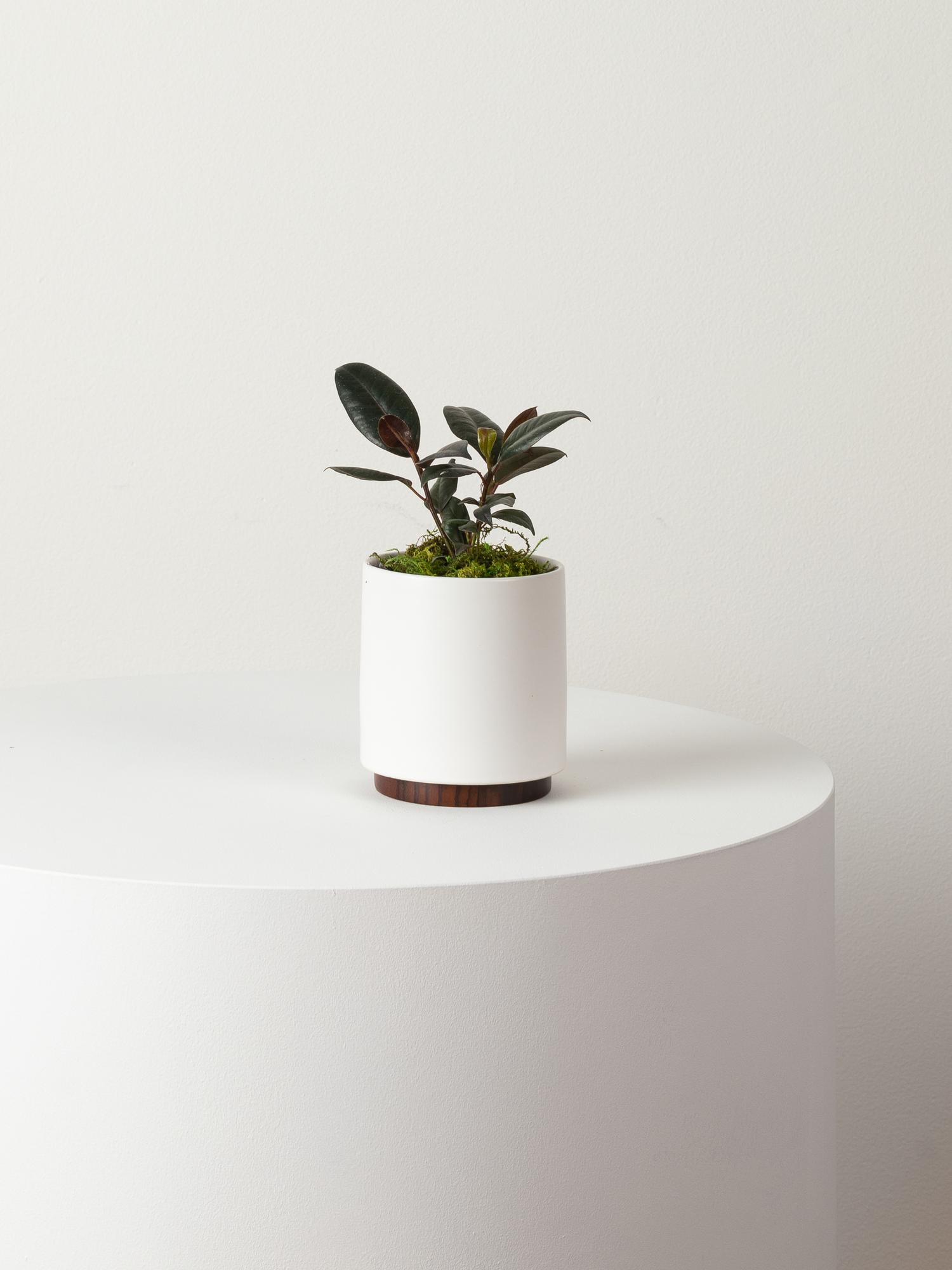 Small Rubber Plant With MidCentury Pot, potted plant, shipped by Léon