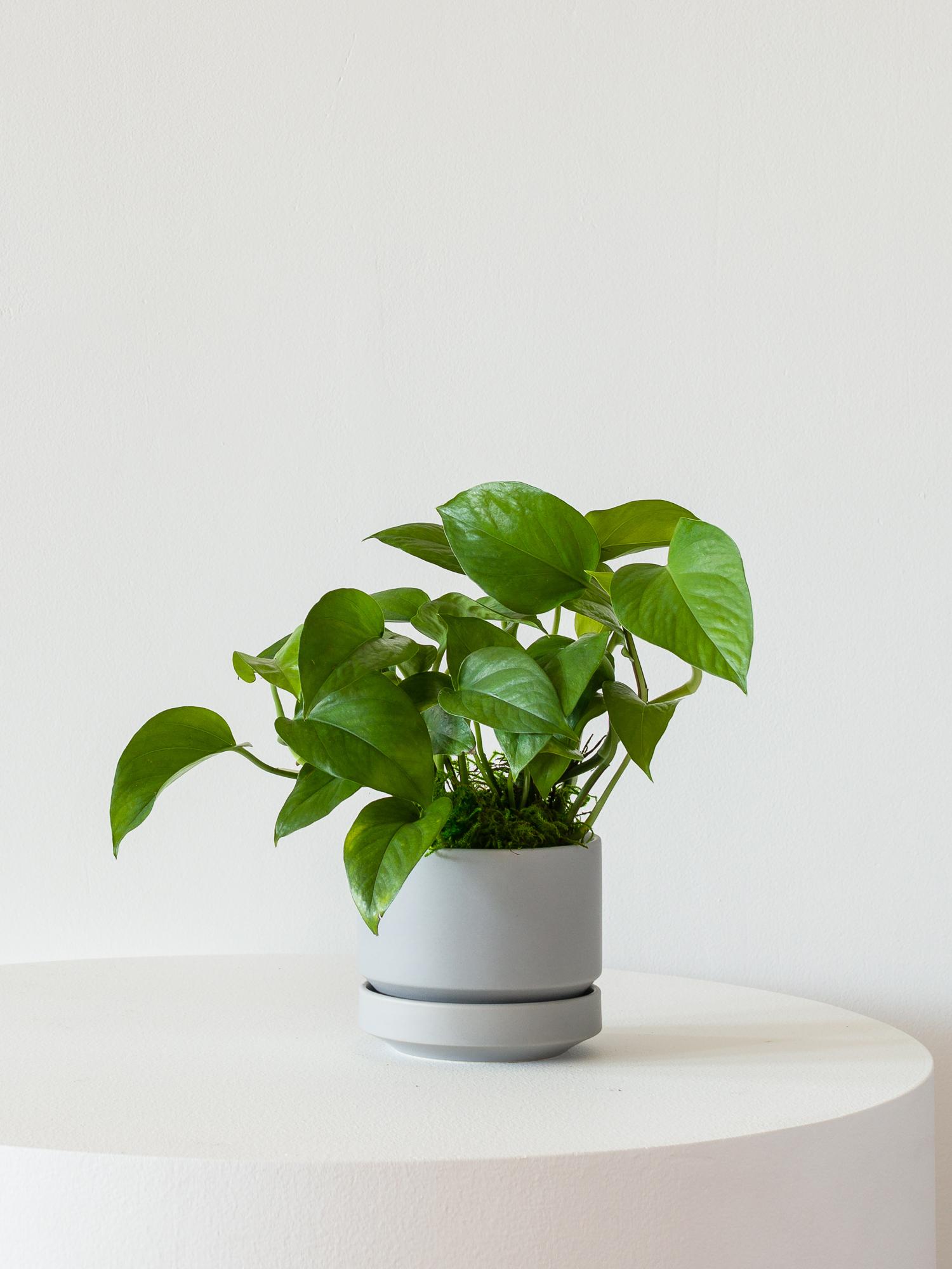 Jade Pothos - Scandinavian