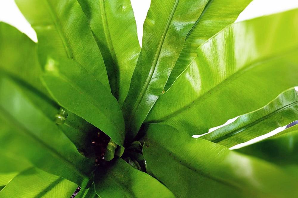 Bird's Nest Fern