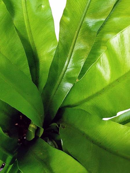 Bird's Nest Fern
