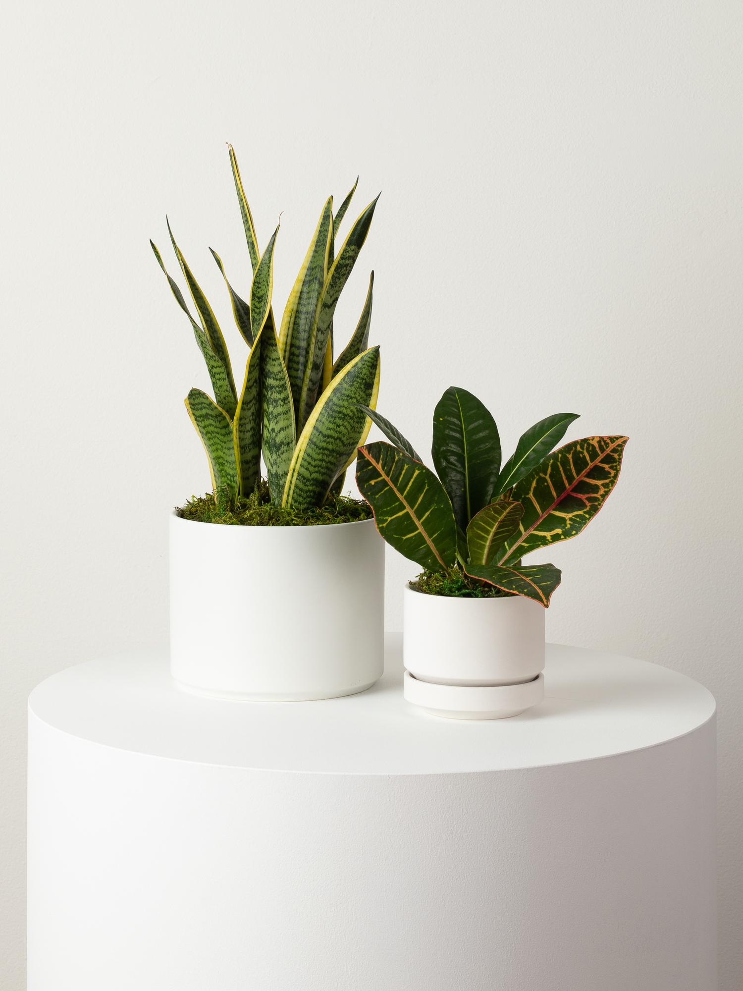 Golden Petra - Scandinavian