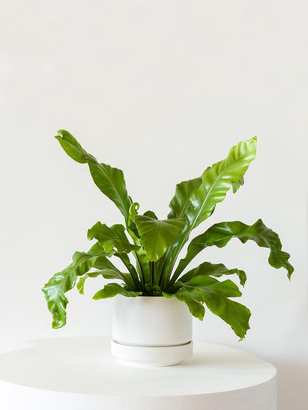 Bird's Nest Fern - Scandinavian