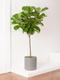 Fiddle Leaf Fig Tree