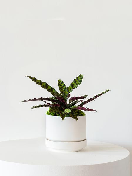 Calathea Rattlesnake - Scandinavian