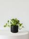 N'joy Pothos