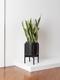Snake Plant Laurentii