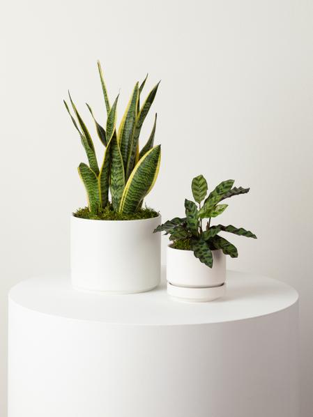 Calathea Rattlesnake - Scandinavian