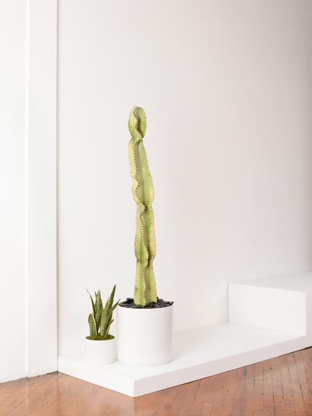 Desert Cactus