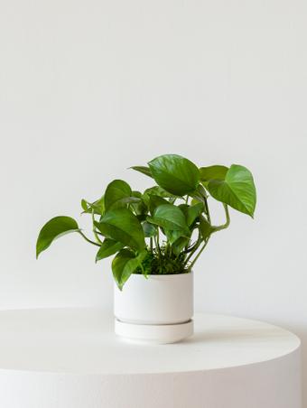 indoor plants picture