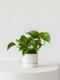 Jade Pothos
